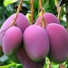 Tommy Atkins Mango Tree. grafted in 3 gallons pot, No Ship to CA and HI - Image 1