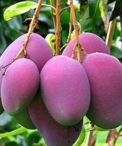Tommy Atkins Mango Tree. grafted in 3 gallons pot, No Ship to CA and HI - Image 1