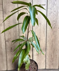 Tommy Atkins Mango Tree. grafted in 3 gallons pot, No Ship to CA and HI - Image 4