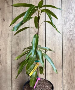 Tommy Atkins Mango Tree. grafted in 3 gallons pot, No Ship to CA and HI - Image 5