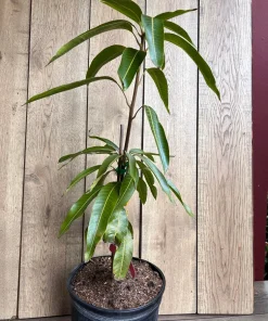 Tommy Atkins Mango Tree. grafted in 3 gallons pot, No Ship to CA and HI - Image 6