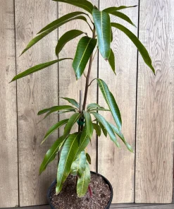 Tommy Atkins Mango Tree. grafted in 3 gallons pot, No Ship to CA and HI - Image 7