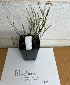 Top Hat Dwarf Blueberry Live Plant – 4 inch Pot – Edible Fruit Bush - Image 2