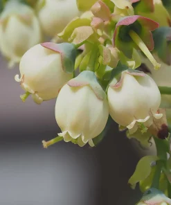 Top Hat Dwarf Blueberry Live Plant – 4 inch Pot – Edible Fruit Bush - Image 4