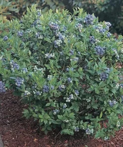 Top Hat Dwarf Blueberry Live Plant – 4 inch Pot – Edible Fruit Bush - Image 5