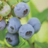 Top Hat Dwarf Blueberry Live Plant – 4 inch Pot – Edible Fruit Bush - Image 1