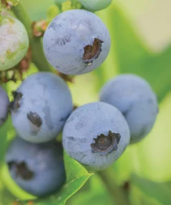Top Hat Dwarf Blueberry Live Plant – 4 inch Pot – Edible Fruit Bush - Image 1