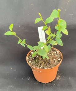 Top Hat Dwarf Blueberry Live Plant – Sweet Fruit, Compact, 3 inch Pot - Image 2