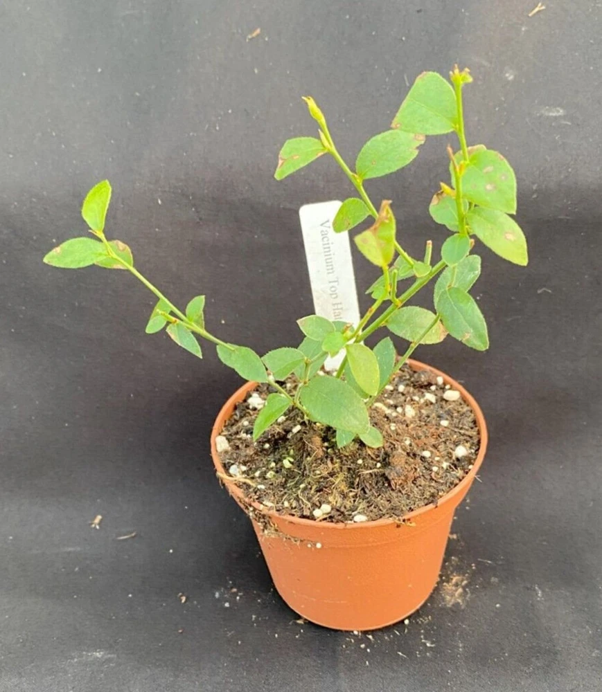 Top Hat Dwarf Blueberry Live Plant – Sweet Fruit, Compact, 3 inch Pot - Image 2