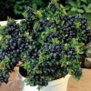 Top Hat Dwarf Blueberry Live Plant – Sweet Fruit, Compact, 3 inch Pot - Image 1