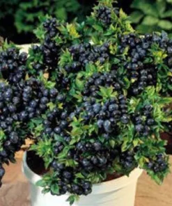 Top Hat Dwarf Blueberry Live Plant – Sweet Fruit, Compact, 3 inch Pot - Image 1