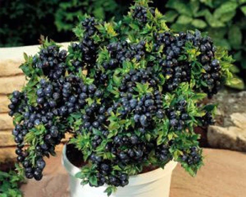 Top Hat Dwarf Blueberry Live Plant – Sweet Fruit, Compact, 3 inch Pot - Image 1