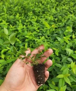 Tophat Dwarf Blueberry Plant - 2 Starter Plugs - Vaccinium angustifolium x corymbosum - Live Bush - Image 2