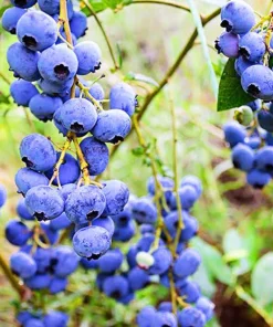 Tophat Dwarf Blueberry Plant - 2 Starter Plugs - Vaccinium angustifolium x corymbosum - Live Bush - Image 3