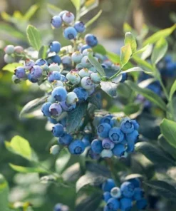 Tophat Dwarf Blueberry Plant - 2 Starter Plugs - Vaccinium angustifolium x corymbosum - Live Bush - Image 5