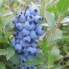 Tophat Dwarf Blueberry Plant - 2 Starter Plugs - Vaccinium angustifolium x corymbosum - Live Bush - Image 1