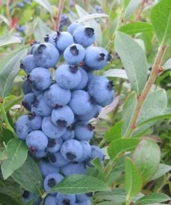 Tophat Dwarf Blueberry Plant - 2 Starter Plugs - Vaccinium angustifolium x corymbosum - Live Bush - Image 1