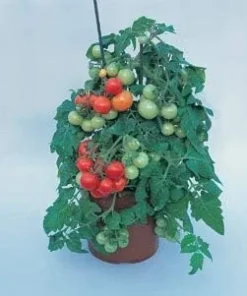 Totem Cherry Tomato Seeds - 10 Count - Dwarf, Determinate, Flavorful - Image 1