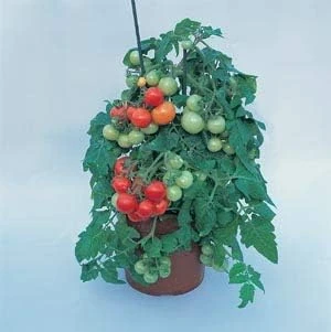 Totem Cherry Tomato Seeds - 10 Count - Dwarf, Determinate, Flavorful - Image 1