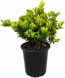 Touch of Gold Holly Shrub - Live Plant, Evergreen, 2-3 ft Tall, Gallon Pot - Image 2