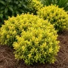 Touch of Gold Holly Shrub - Live Plant, Evergreen, 2-3 ft Tall, Gallon Pot - Image 1