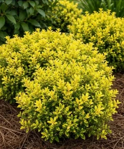 Touch of Gold Holly Shrub - Live Plant, Evergreen, 2-3 ft Tall, Gallon Pot - Image 1