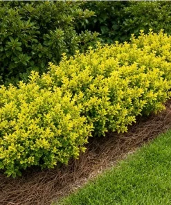 Touch of Gold Holly Shrub - Live Plant, Evergreen, 2-3 ft Tall, Gallon Pot - Image 3