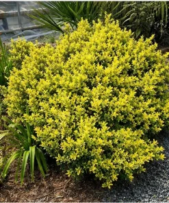 Touch of Gold Holly Shrub - Live Plant, Evergreen, 2-3 ft Tall, Gallon Pot - Image 4
