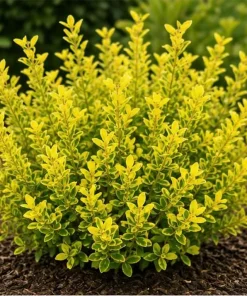Touch of Gold Holly Shrub - Live Plant, Evergreen, 2-3 ft Tall, Gallon Pot - Image 5