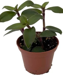 Tradescantia Live Plant - Gothic Spiderwort Trailing Houseplant, 2.5 inch Pot - Image 2