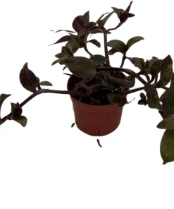 Tradescantia Live Plant - Gothic Spiderwort Trailing Houseplant, 2.5 inch Pot - Image 3