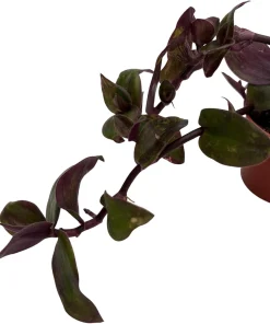 Tradescantia Live Plant - Gothic Spiderwort Trailing Houseplant, 2.5 inch Pot - Image 4