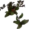 Tradescantia Live Plant - Gothic Spiderwort Trailing Houseplant, 2.5 inch Pot - Image 1