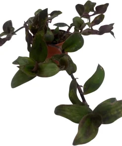 Tradescantia Live Plant - Gothic Spiderwort Trailing Houseplant, 2.5 inch Pot - Image 1