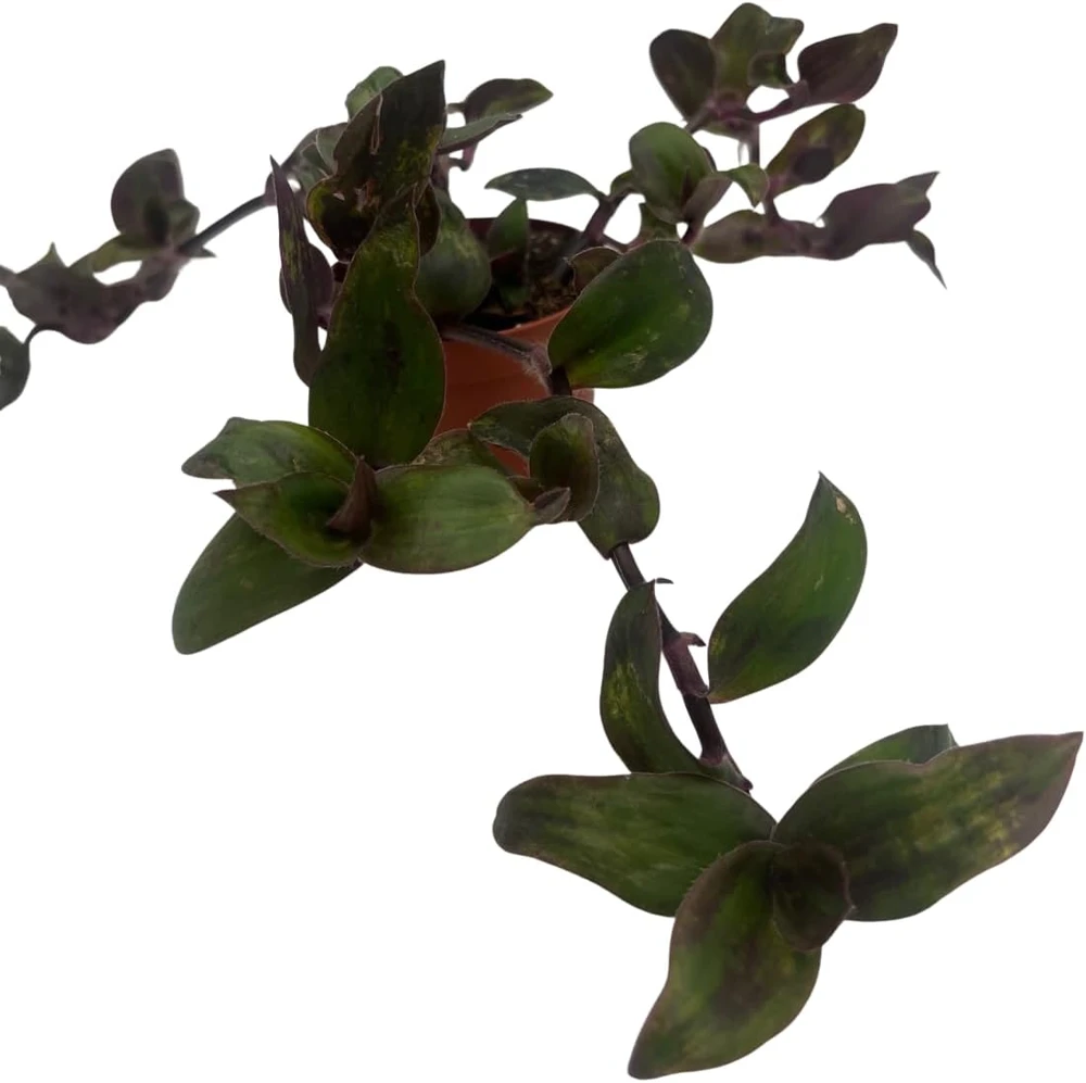 Tradescantia Live Plant - Gothic Spiderwort Trailing Houseplant, 2.5 inch Pot - Image 1