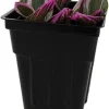 Tradescantia Nanouk Pink Live Plant – 2.5" Pot – Potted Houseplant - Image 1