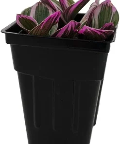 Tradescantia Nanouk Pink Live Plant – 2.5