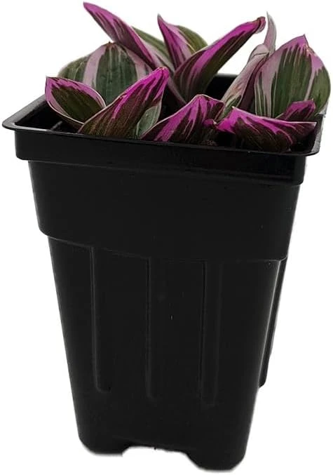 Tradescantia Nanouk Pink Live Plant – 2.5" Pot – Potted Houseplant - Image 1