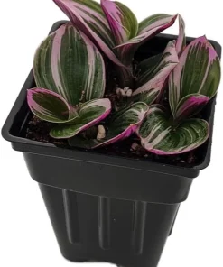 Tradescantia Nanouk Pink Live Plant – 2.5" Pot – Potted Houseplant - Image 2