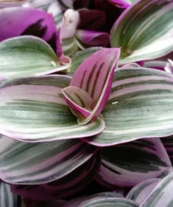 Tradescantia Nanouk Pink Live Plant – 2.5