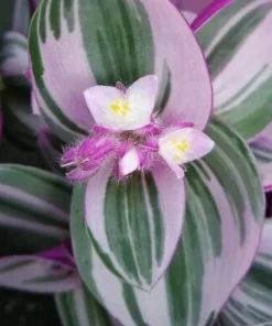 Tradescantia Nanouk Pink Live Plant – 2.5