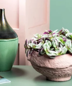 Tradescantia Nanouk Pink Live Plant – 2.5