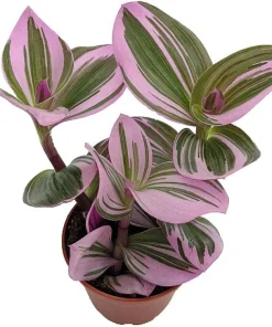 Tradescantia Nanouk Pink Live Plant – 2.5