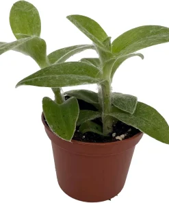 Tradescantia sillamontana Live Plant – 2.5" Pot – Easy Succulent - Image 2