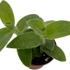Tradescantia sillamontana Live Plant – 2.5" Pot – Easy Succulent - Image 1