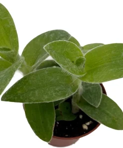 Tradescantia sillamontana Live Plant – 2.5