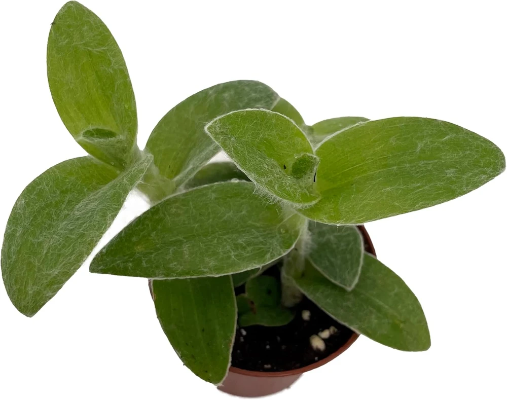 Tradescantia sillamontana Live Plant – 2.5" Pot – Easy Succulent - Image 1