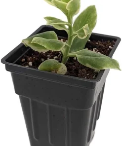 Trailing Ice Plant Dorotheanthus Live Plant - Succulent for Indoors/Out - 2.5" Pot - Image 2
