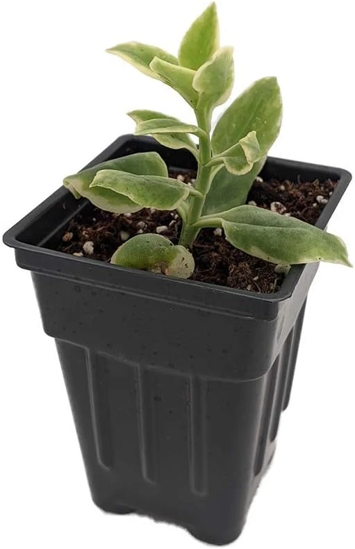 Trailing Ice Plant Dorotheanthus Live Plant - Succulent for Indoors/Out - 2.5" Pot - Image 2