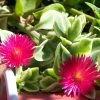 Trailing Ice Plant Dorotheanthus Live Plant - Succulent for Indoors/Out - 2.5" Pot - Image 1